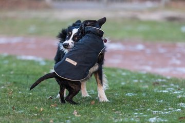 Bild 72 - Hundeshooting